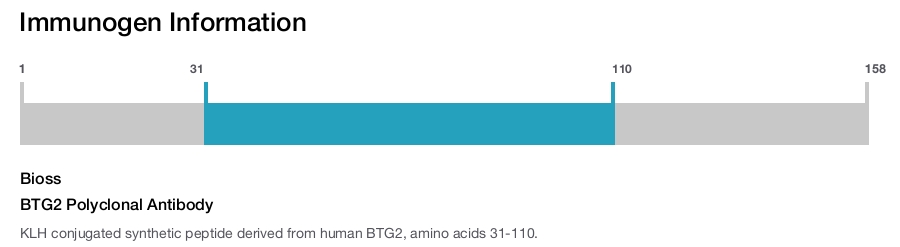 BTG2 Polyclonal Antibody