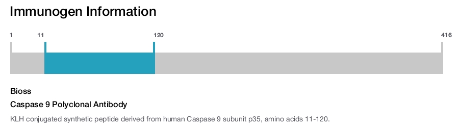 Caspase 9 Polyclonal Antibody