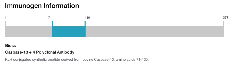 Caspase-13 + 4 Polyclonal Antibody