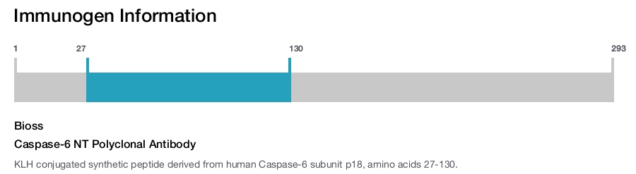 Caspase-6 NT Polyclonal Antibody