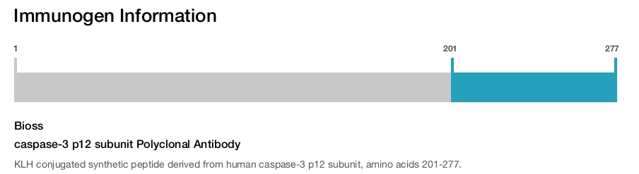 caspase-3 p12 subunit Polyclonal Antibody