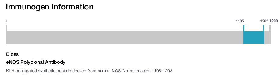 eNOS Polyclonal Antibody