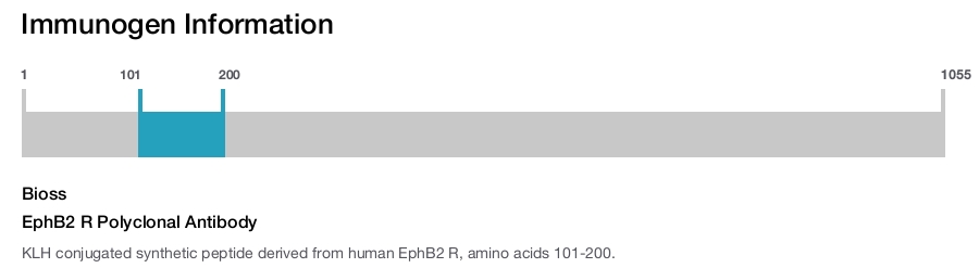 EphB2 R Polyclonal Antibody