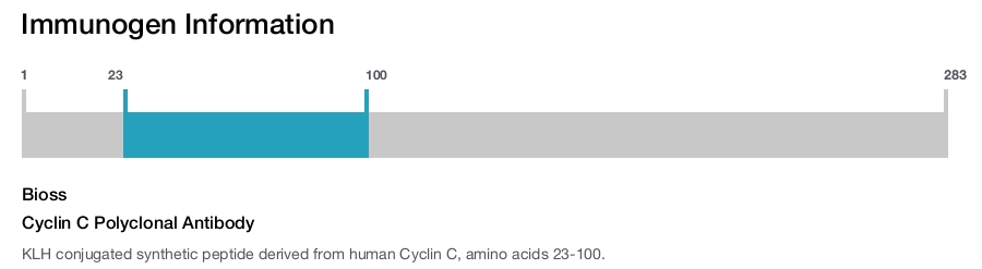 Cyclin C Polyclonal Antibody