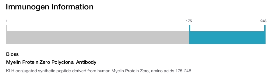 Myelin Protein Zero Polyclonal Antibody