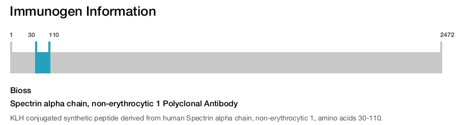 Spectrin alpha chain, non-erythrocytic 1 Polyclonal Antibody