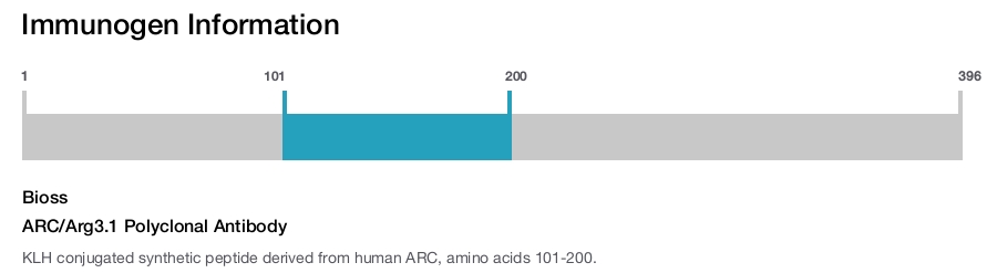 ARC/Arg3.1 Polyclonal Antibody