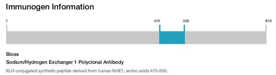 Sodium/Hydrogen Exchanger 1 Polyclonal Antibody