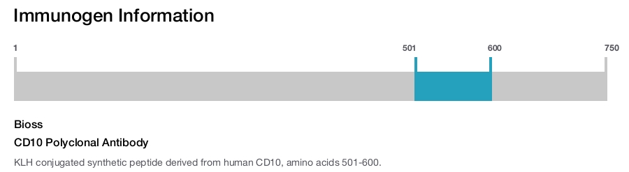 CD10 Polyclonal Antibody
