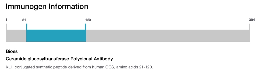 Ceramide glucosyltransferase Polyclonal Antibody