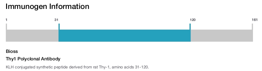Thy1 Polyclonal Antibody