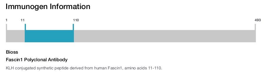 Fascin1 Polyclonal Antibody