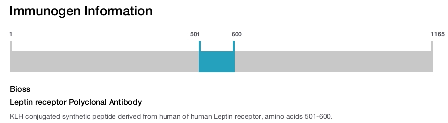 Leptin receptor Polyclonal Antibody