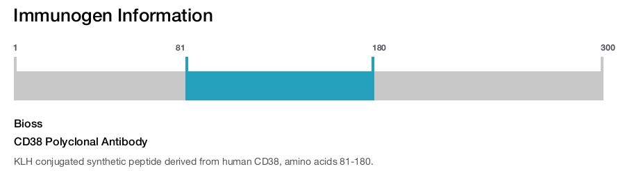 CD38 Polyclonal Antibody