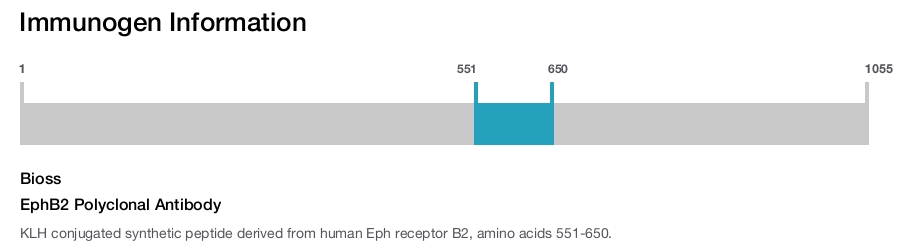 EphB2 Polyclonal Antibody