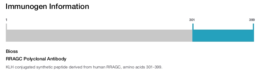 RRAGC Polyclonal Antibody