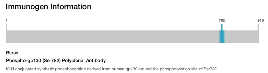 Phospho-gp130 (Ser782) Polyclonal Antibody
