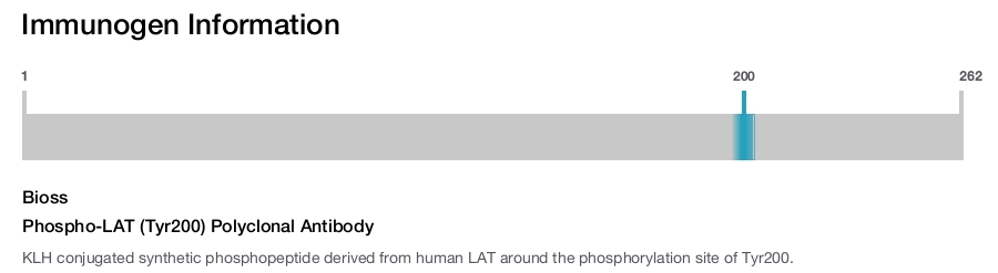 Phospho-LAT (Tyr200) Polyclonal Antibody