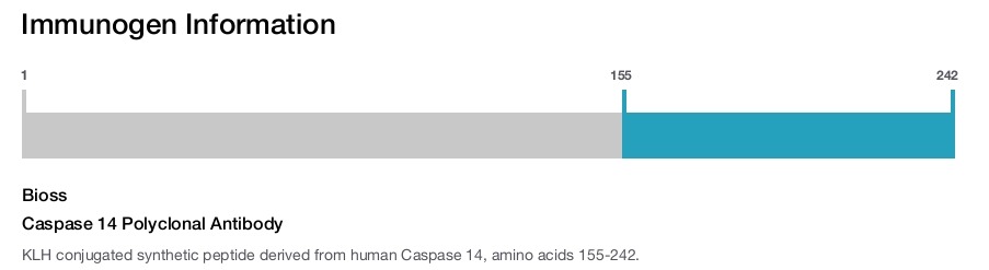 Caspase 14 Polyclonal Antibody