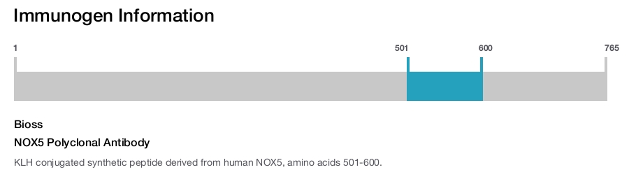 NOX5 Polyclonal Antibody