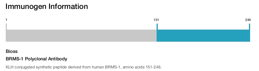 BRMS-1 Polyclonal Antibody