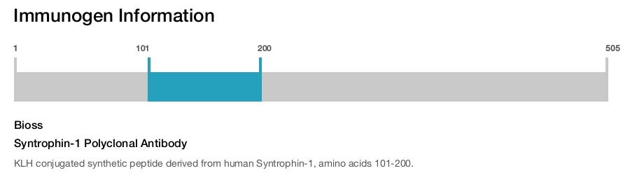 Syntrophin-1 Polyclonal Antibody