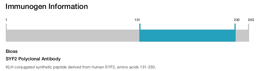 SYF2 Polyclonal Antibody