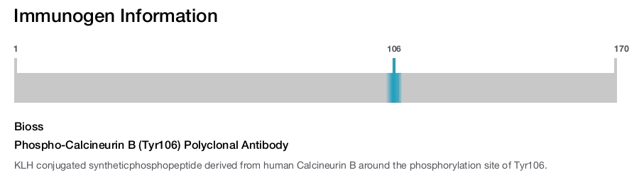 Phospho-Calcineurin B (Tyr106) Polyclonal Antibody