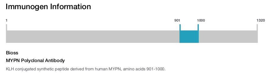 MYPN Polyclonal Antibody