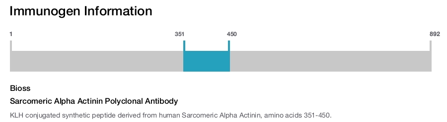 Sarcomeric Alpha Actinin Polyclonal Antibody