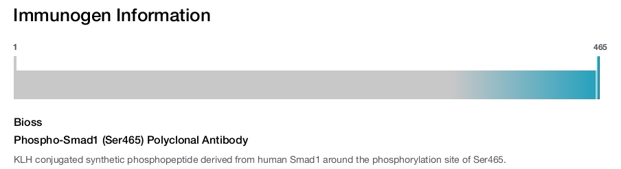 Phospho-Smad1 (Ser465) Polyclonal Antibody