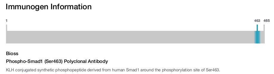 Phospho-Smad1 (Ser463) Polyclonal Antibody