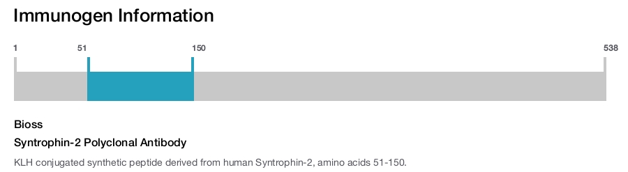 Syntrophin-2 Polyclonal Antibody