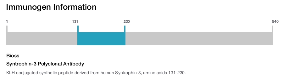 Syntrophin-3 Polyclonal Antibody