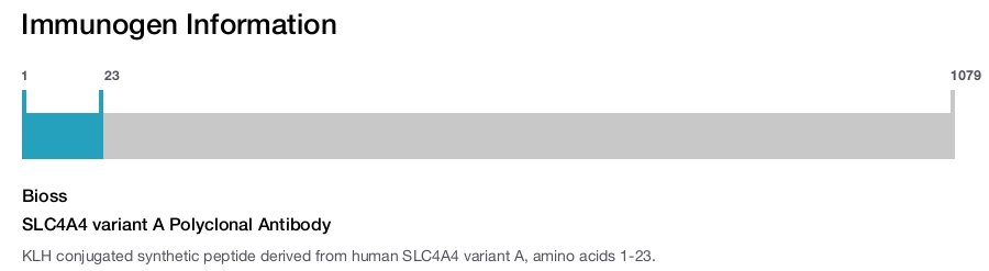 SLC4A4 variant A Polyclonal Antibody