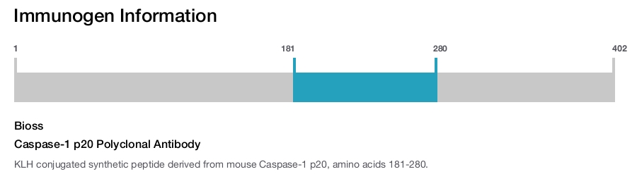 Caspase-1 p20 Polyclonal Antibody