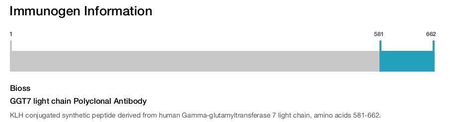 GGT7 light chain Polyclonal Antibody