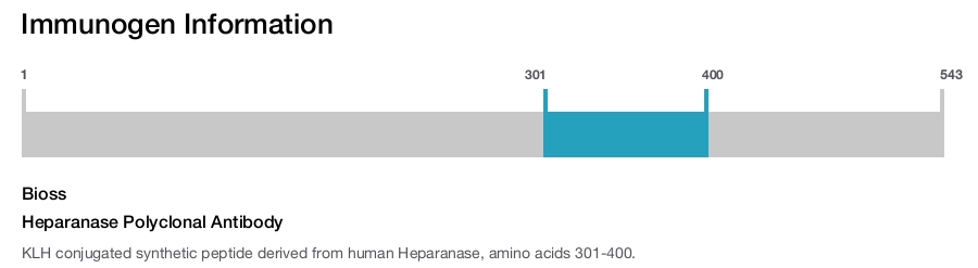 Heparanase Polyclonal Antibody
