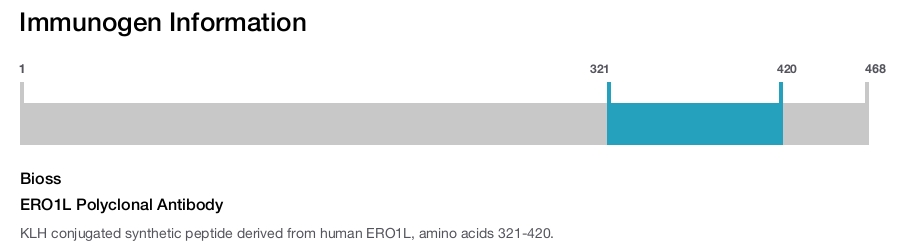 ERO1L Polyclonal Antibody