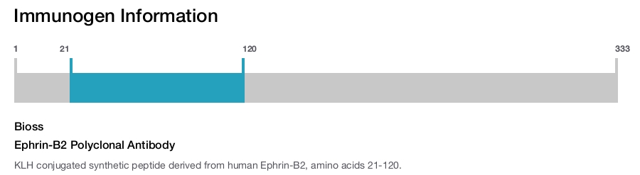 Ephrin-B2 Polyclonal Antibody