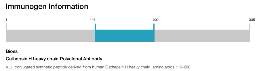 Cathepsin H heavy chain Polyclonal Antibody