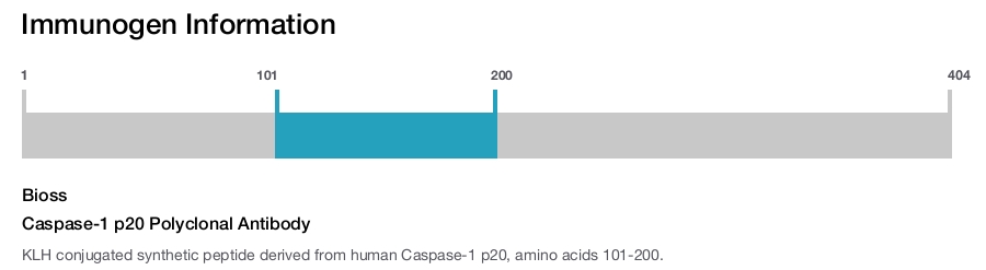Caspase-1 p20 Polyclonal Antibody