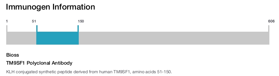 TM9SF1 Polyclonal Antibody