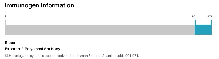 Exportin-2 Polyclonal Antibody