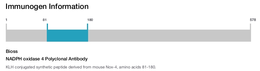 NADPH oxidase 4 Polyclonal Antibody