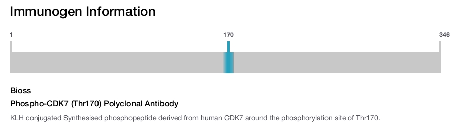 Phospho-CDK7 (Thr170) Polyclonal Antibody