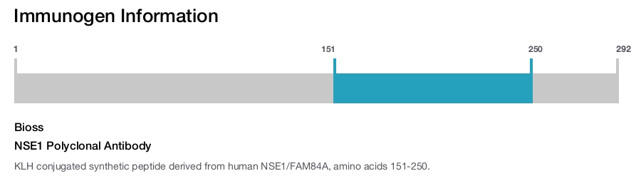 NSE1 Polyclonal Antibody