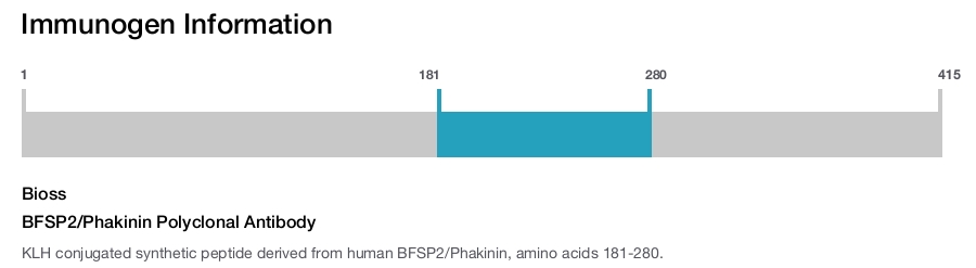 BFSP2/Phakinin Polyclonal Antibody