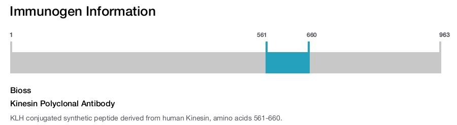 Kinesin Polyclonal Antibody