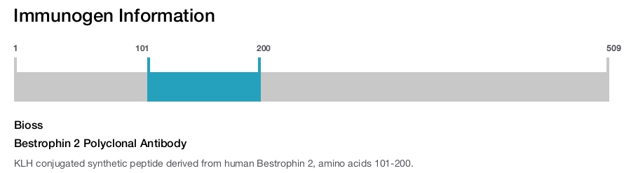 Bestrophin 2 Polyclonal Antibody
